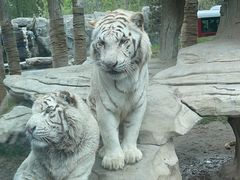 -北京野生动物园