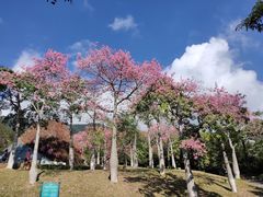-东部华侨城