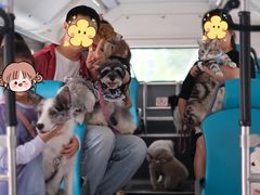 -帕帕拉兹宠物(亚洲旗舰店)