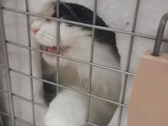 -艾贝尔宠物医院·24H转诊中心·肿瘤猫专科(江宁双龙店)