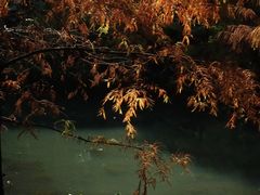 -云溪植物园