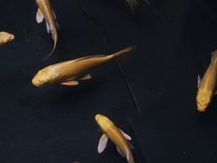 -觀芷隐轩