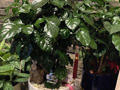 -豆豆花艺(新光天地店)