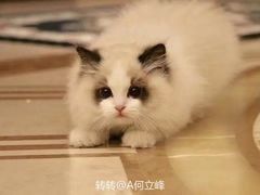 -月下料理(楷林IFC店)