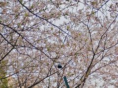 -高东镇樱花园