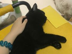 -猫在这儿猫咪咖啡馆·撸猫馆