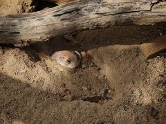 -祥源·阜阳生态乐园