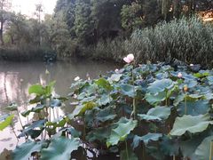 -青枫公园