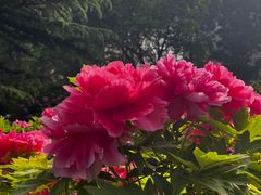 -莲花池公园