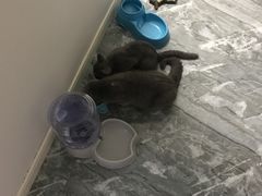 -喵zoo家庭繁育猫舍(尖东智能花园店)