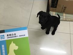 -美联众合动物医院·内科·皮肤科·外科(古城分院)
