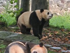 -都江堰中华大熊猫苑