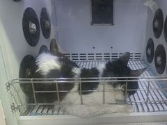 -宠颐生汉谟拉比宠物医院