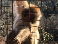 -岚山猴子公园
