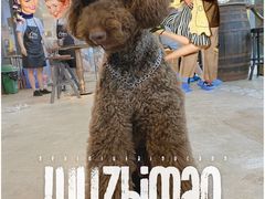 -more than meow吴止猫主题餐厅(承德 中船汇店)