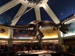 -奥兰多迪士尼动物王国乐园