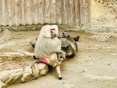 -上海野生动物园