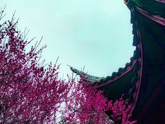 -峨眉山报国寺