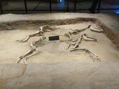 -洛阳周王城天子驾六博物馆