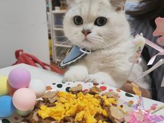 -唐小姐の猫狗洗护·购宠旗舰店(周浦万达店)