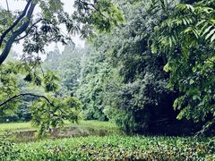 -上海共青森林公园