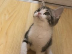 -猫大福·Fortune Cat猫舍(百子湾店)