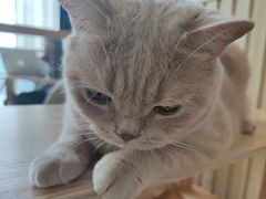 -Catmate·猫肥家润(金润铂宫店)