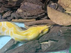 -广州长隆飞鸟乐园