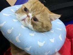 -芭比堂宠物医院·全科爱猫医院·仁德分院
