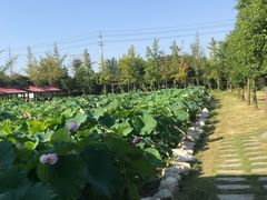 -洪湖家庭农场·团建·露营·会议