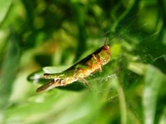 -紫海香堤香草艺术庄园