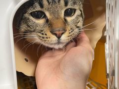 -伟伟宠物医院·CT影像中心·瑞派犬猫综合性门诊(汉口总院)