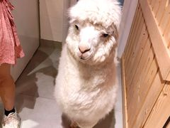 撸猫Rua羊驼-Heymao猫咖.咖啡厅(东门店)