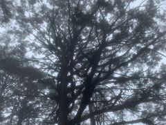 -龙苍沟森林公园