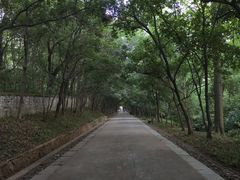 -灵谷景区