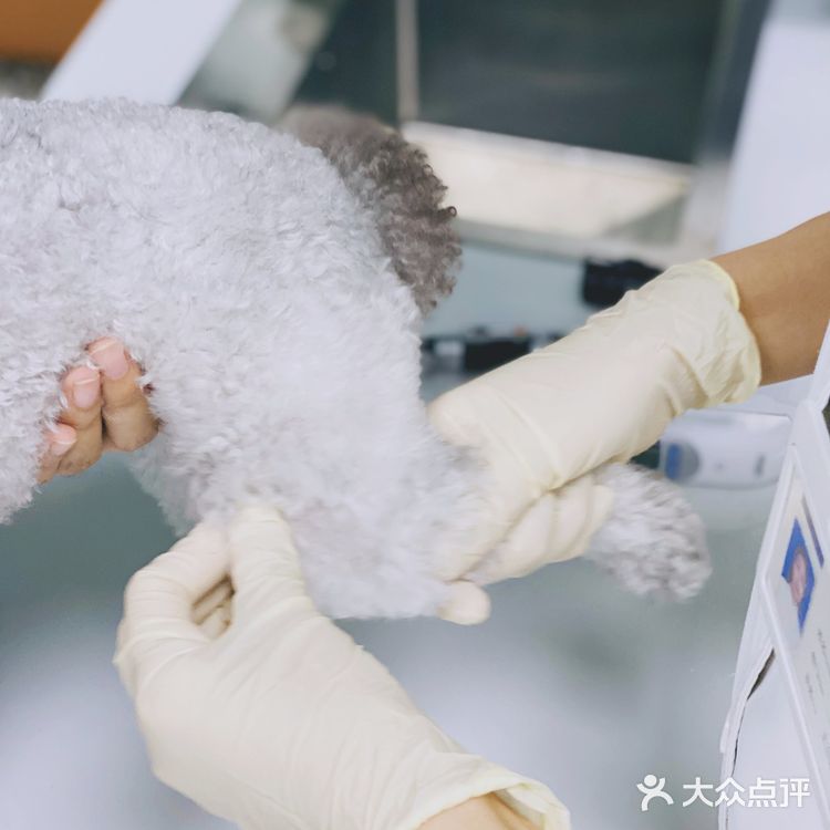 领华宠医·星华宠物医院|医生和环境都非常靠谱的连锁宠物🏥