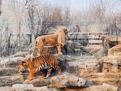 -北京野生动物园