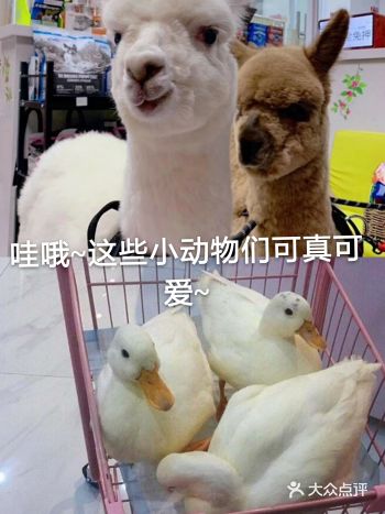 哇哦~这些小动物可真可爱~