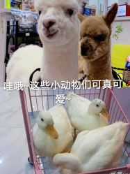 -Moni星球萌宠·小马宝莉·灵蛇·高端高阶全萌宠互动体验俱乐部(红豆国际广场店)