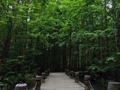 -桤木河湿地公园