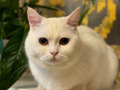 -FAELING PETS美天灵宠物(富力广场店)