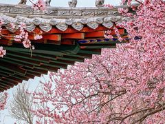 -桃花堤公园