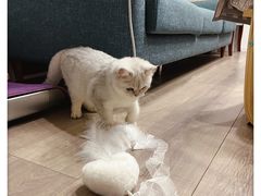 -猫大福·Fortune Cat猫舍(百子湾店)