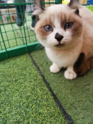 -萌宠亲子动物乐园(槐房万达店)