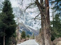 -金鼎雪山牦牛杂火锅(理县总店)