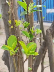 -Cindy Jewelry·钻戒·彩色宝石