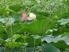 -西青郊野公园