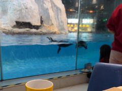 -帝企鹅自助餐厅•儿童岛•真企鹅(长隆企鹅酒店)