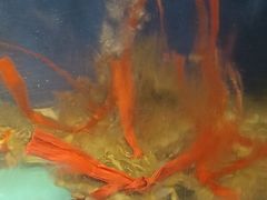 -悦鼎汇海鲜姿造
