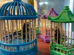 -青石桥花鸟鱼虫市场(叠翠城店)